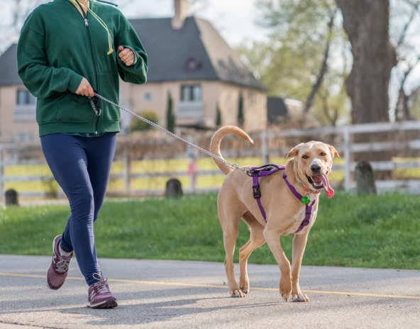 pies na smyczy