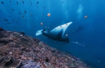 Komodo i manty: co warto wiedzieć przed wyprawą nurkową?