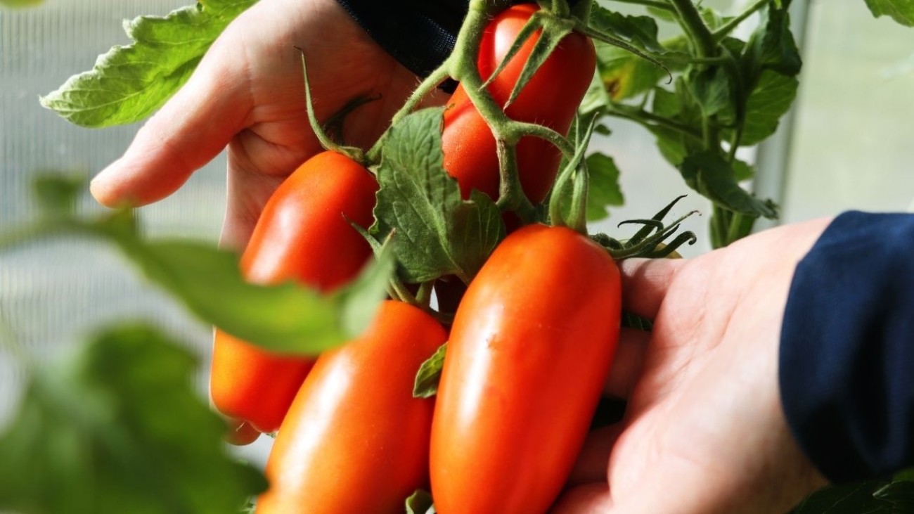 Pomidory San Marzano – sekret smaku