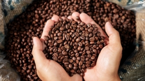 Zestaw kaw 3×1kg – sprawdzony wybór dla biura, gastronomii i domowych degustacji